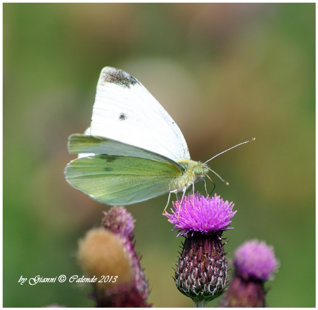 Pieris rapae?